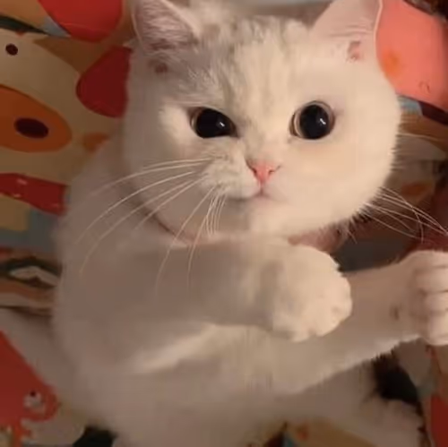 Item #506614017608188570824604822011872825915664813029036437365082804457503195137 Media