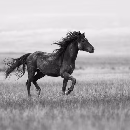 Jessica Cardelucci Wild Mustangs