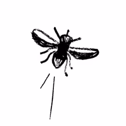 Fly