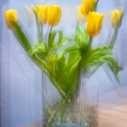 Tulips in a glass vase