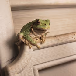 Summer Frog