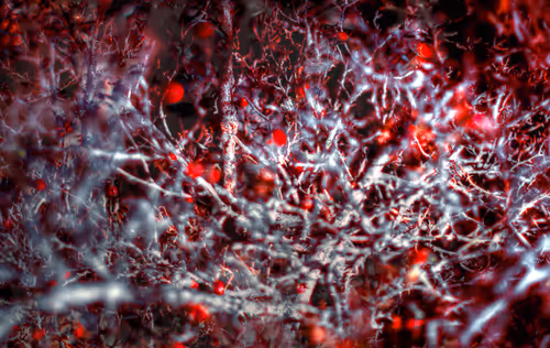 Item #59100591460969090848093152469102707440885830414673782650703488714986456350721 Media