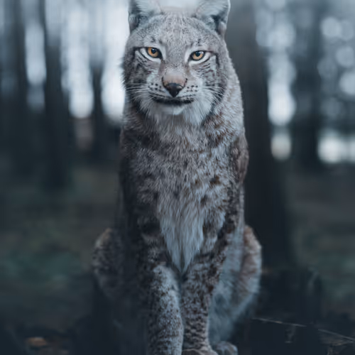 Lightbringer #8