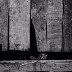 tabby#01