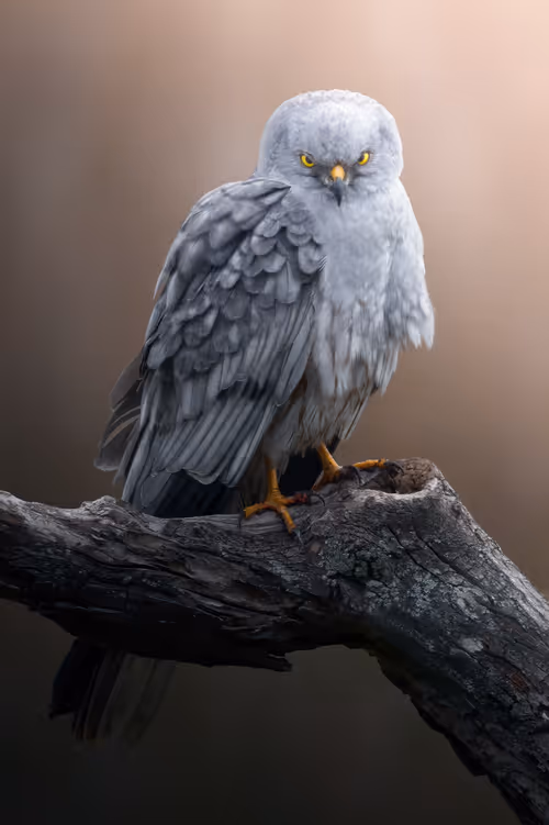 Item #74947066243849206940937931845492421282407977522900211027354211430005318090753 Media