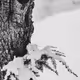 Snow Needles ~ 600 Followers Twitter