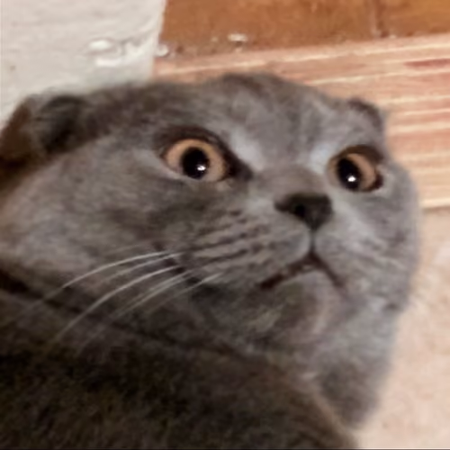 My cat
