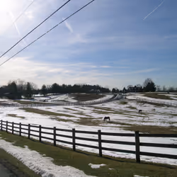 Winter Horses