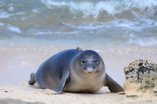 Item #82668664347853387025205030792162106913974488761724448252059371122485400436737 Media