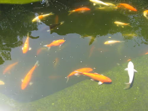 Item #49780404214023394125628081485635193078207366864253774489702248338903216947201 Media