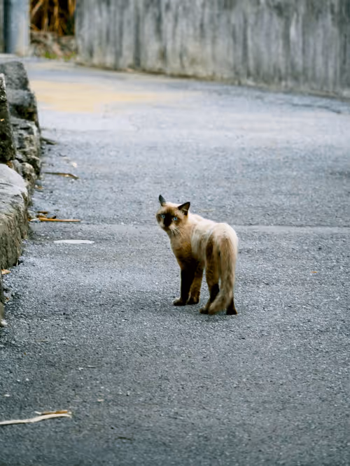 Item #55455677318123595031509472603724202920888355633279889545160944778787661283329 Media