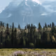 Amongst Giants