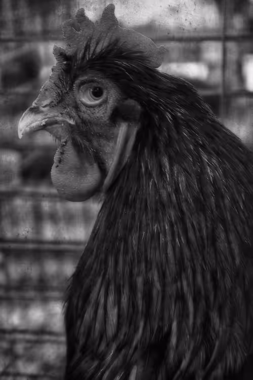 Item #57454491023137916107007493201948815472587961712729591816545853682885400199169 Media