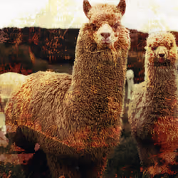 Alpacalaca #6