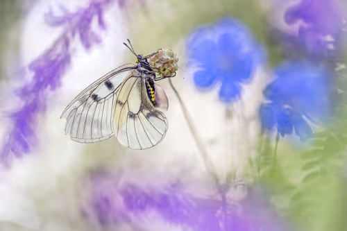 Item #93266284144830197482070166844715761700417272028228172866766761862465595637761 Media