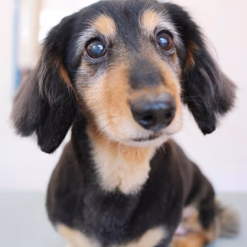 AKIRA2011 Collection - old