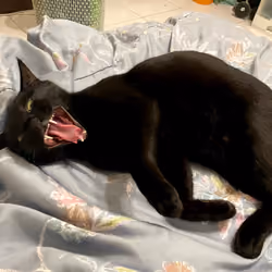 Abo The Black Cat #18