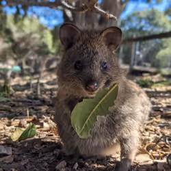 Quokka
