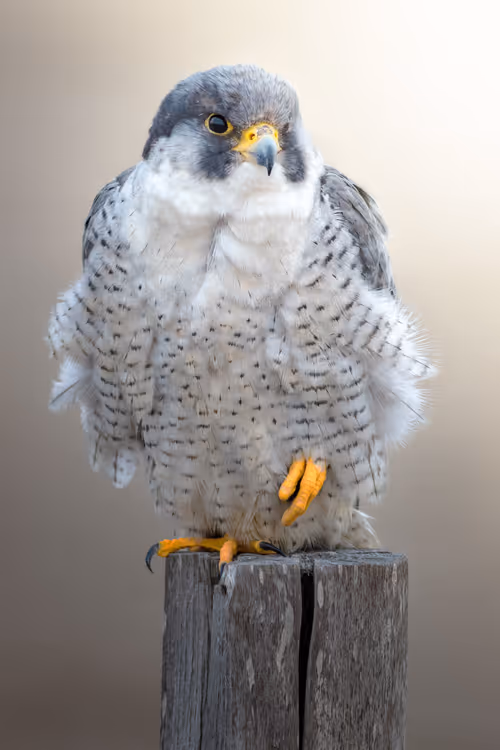 Item #74947066243849206940937931845492421282407977522900211027354211426706783207425 Media