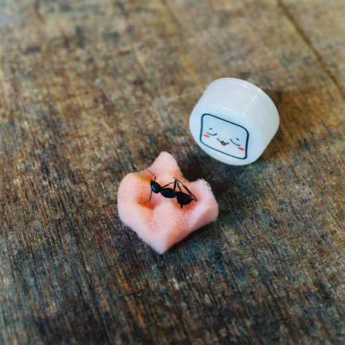 Item #85458083059713581969125119633380257901929151891311293753618595535699419594753 Media