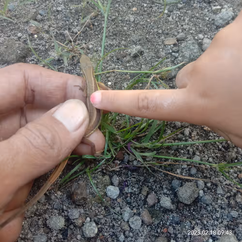 Item #15416064837448188610247350204521494909343598378477019548960405623506064113665 Media