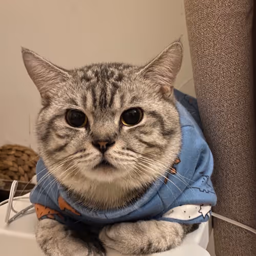 Bufficat