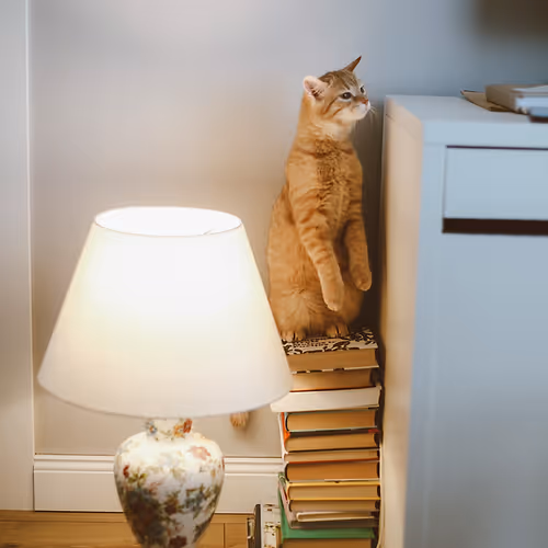 Catspy