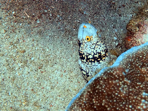 Item #80965803268169370603932631570667161375508893671094224909166963936896923729921 Media