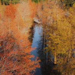 Larch 落雨松