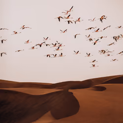 Flying over the desert