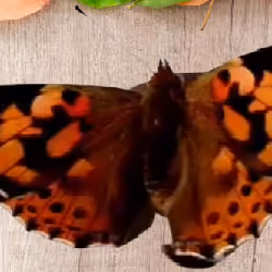Most Beautiful Butterflies on Planet Earth #1