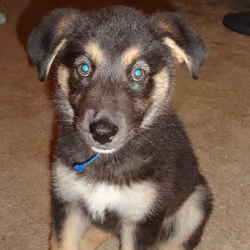 Baby Hemmi