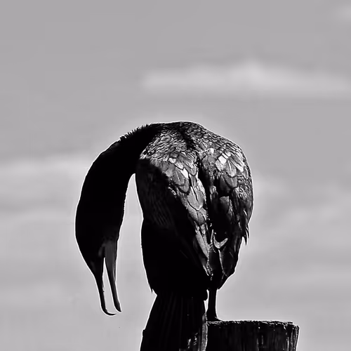 MatthewBMarksCollection Collection - old