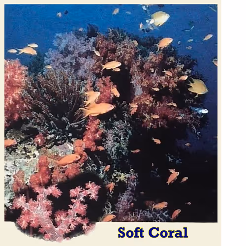 Item #74384147968351040579703062341997949899687300572859929602215661708698481328138 Media