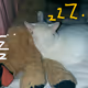 101294332930696439629853124616135974182202530945369505411735908556070690226177