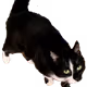 64990274745049731553840295491717017876555967035577425458275576789226911432705