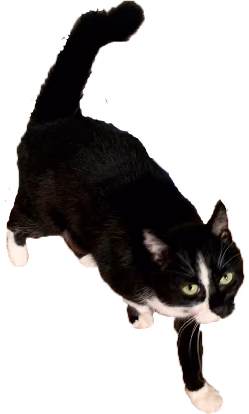 Item #64990274745049731553840295491717017876555967035577425458275576789226911432705 Media