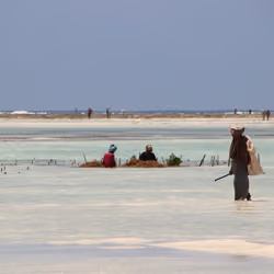 MSM - Zanzibar, Africa #17