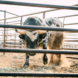Bull Market