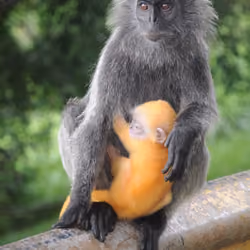 Monkey #4