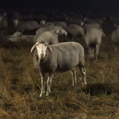 Untitled Collection #56940980