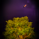 NFTree.family PFP