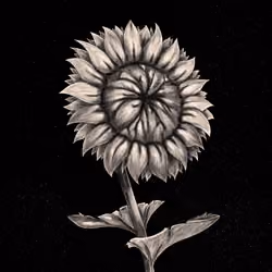 Asshole flower🍑🌻