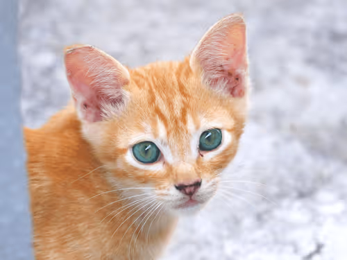 Item #55455677318123595031509472603724202920888355633279889545160944776588638027777 Media