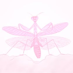 Hymenopus Coronatus