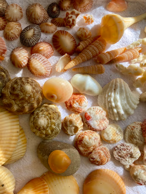 Item #113878984916961174745364683224813624394039454601002665146284580028650570645505 Media