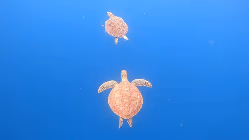 Item #93917210928009552265570427413341546020590352631026157694666951337343201574914 Media