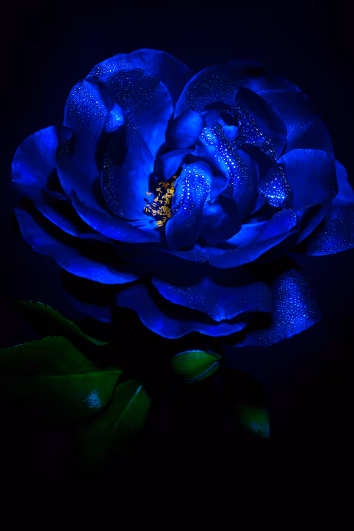 Item #71612854290007489912386196550495868093855881668285752477056652102287606415361 Media