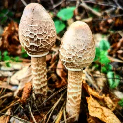 Las Antennae