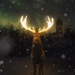 Midwinter reindeer